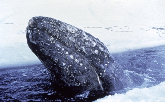 Gray whale (Eschrichtius robustus) trapped in the ice – a joint American-Russian effort ultimately saved 2 out of 3 trapped whales, Bering Sea, Alaska / NOAA: NOAA's Ark – Animal Collection (ID theb3673)