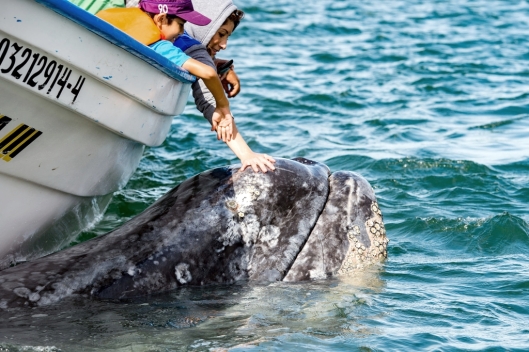Children's hands caressing and touching a mother gray whale (Eschrichtius robustus) and calf resting for milking, 5 Feb 2015, Adolfo López Mateos, Bahía Magdalena, Baja California Sur, Mexico / © Andrea Izzotti @ 123rf (ID 55335618)