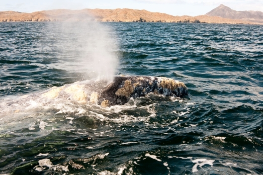 Gray whale (Eschrichtius robustus) blowing water, Bahía Magdalena, Baja California Sur, Mexico / © Sheldon So @ 123rf (ID 21089042)