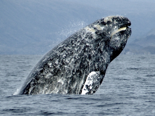 Gray whale (Eschrichtius robustus) breaching while showing its baleen / Merill Gosho @ NOAA: NOAA's Ark – Animal Collection