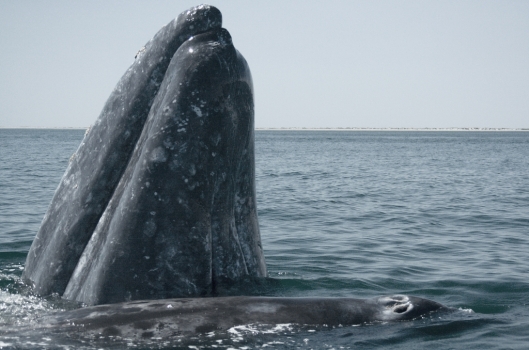 A mother gray whale (Eschrichtius robustus) spyhooping and its calf approach tourists, Baja California Sur, Mexico / José Eugenio Gómez Rodríguez @ Wikipedia