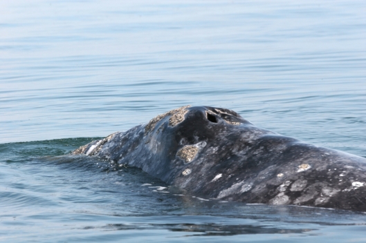 A mother gray whale (Eschrichtius robustus) / Dr Steven Swartz @ NOAA: NOAA's Ark – Animal Collection (ID anim1725)