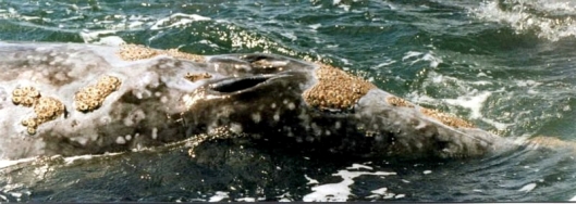A close-up of two blowholes of a gray whale (Eschrichtius robustus) and some of its encrusted barnacles, San Ignacio Lagoon, Baja California Sur, Mexico / Phil Konstantin @ Wikipedia