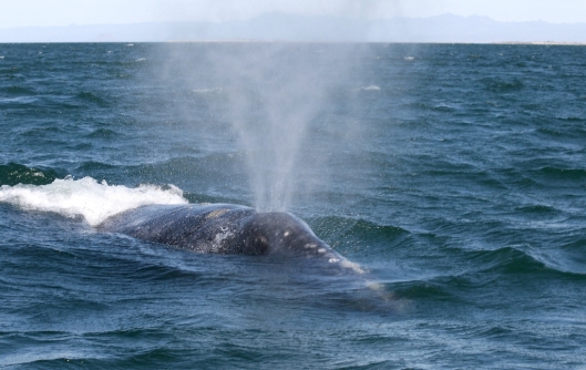 Gray whale (Eschrichtius robustus) blowing / Dr Steven Swartz @ NOAA: NOAA's Ark – Animal Collection (ID anim1722)