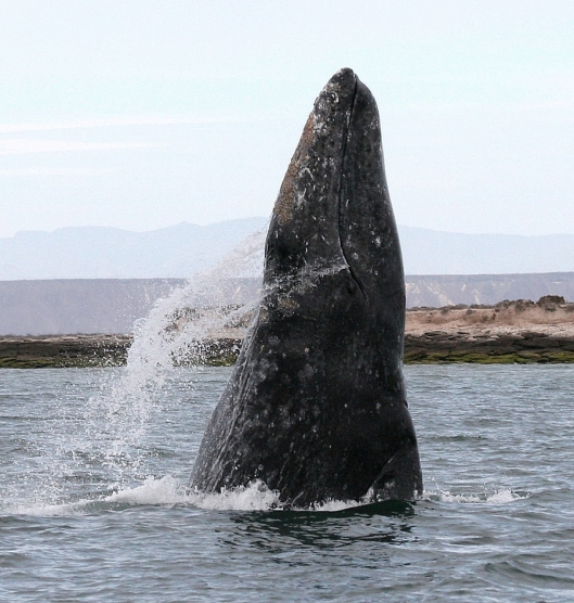 Gray whale (Eschrichtius robustus) breaching in a lagoon on the coast of Mexico, Mexico / Dr Steven Swartz @ NOAA: NOAA's Ark – Animal Collection (ID anim1723)