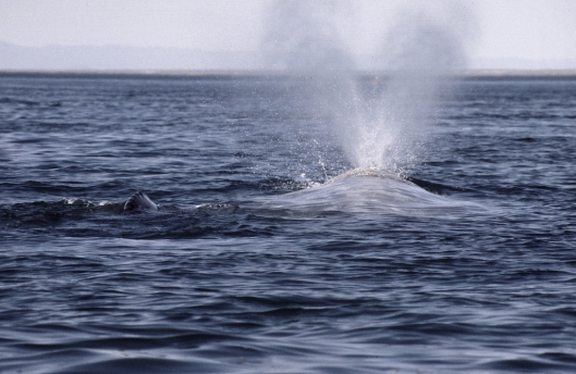Gray whale (Eschrichtius robustus) blowing with its calf by side / Dr Steven Swartz @ NOAA: NOAA's Ark – Animal Collection (ID anim1716)