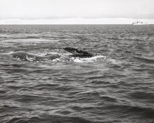 A historical photo of a pair of gray whales (Eschrichtius robustus) rolling and roiling at the surface preparatory to mating, with yacht Grayling in background, Laguna Ojo de Liebre, Baja California Sur, Mexico / Dr Raymond W Gilmore @ NOAA: NOAA's Historic Fisheries Collection (ID fish5334)