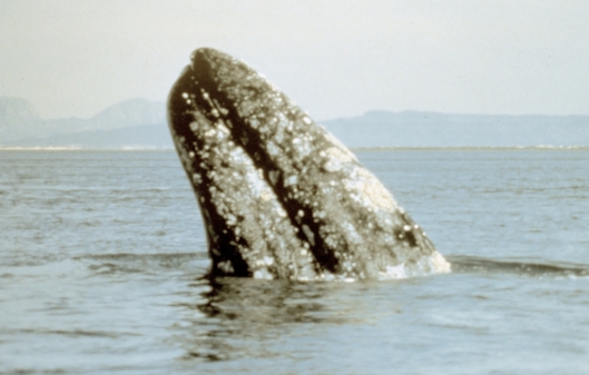Gray whale (Eschrichtius robustus), Laguna Ojo de Liebre, Baja California Sur, Mexico / NOAA: NOAA's Ark – Animal Collection (ID anim0846)
