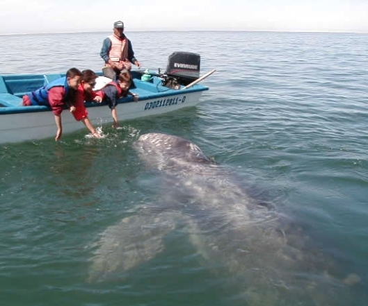 Whale watching on a boat with children attracting the attention of a gray whale, Laguna San Ignacio, Baja California Sur, Mexico / Jorge Peon @ Wikipedia