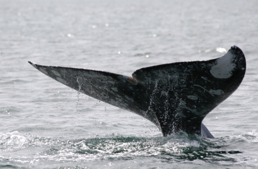 Flukes (below) of a gray whale (Eschrichtius robustus)/ Dr Steven Swartz @ NOAA: NOAA's Ark – Animal Collection (ID anim1721)