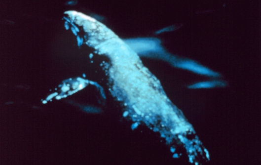 Aerial view of a gray whale (Eschrichtius robustus) / NOAA: NOAA's Ark – Animals Collection (ID anim0845)