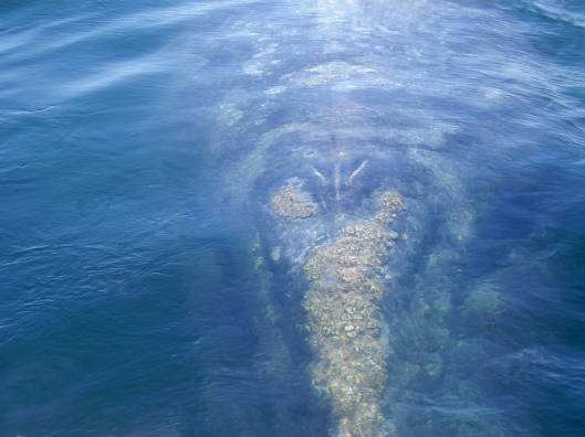 Gray whale (Eschrichtius robustus) approaching scientists' boat and showing barnacles on the head/ Dr Steven Swartz @ NOAA: NOAA's Ark – Animal Collection (ID anim1730)