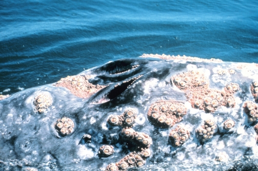 A close-up of two blowholes of a gray whale (Eschrichtius robustus) showing large assemblage of barnacles, Gulf of the Farallones NMS, California, USA / Jan Roletto @ NOAA: NOAA's Sanctuaries Collection (sanc0118)